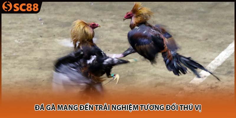 Đá gà mang đến trải nghiệm tương đối thú vị